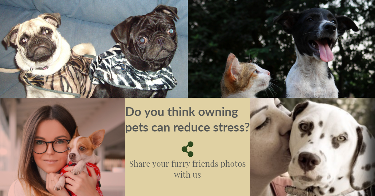 Do you think owning pets can reduce stress? WHS